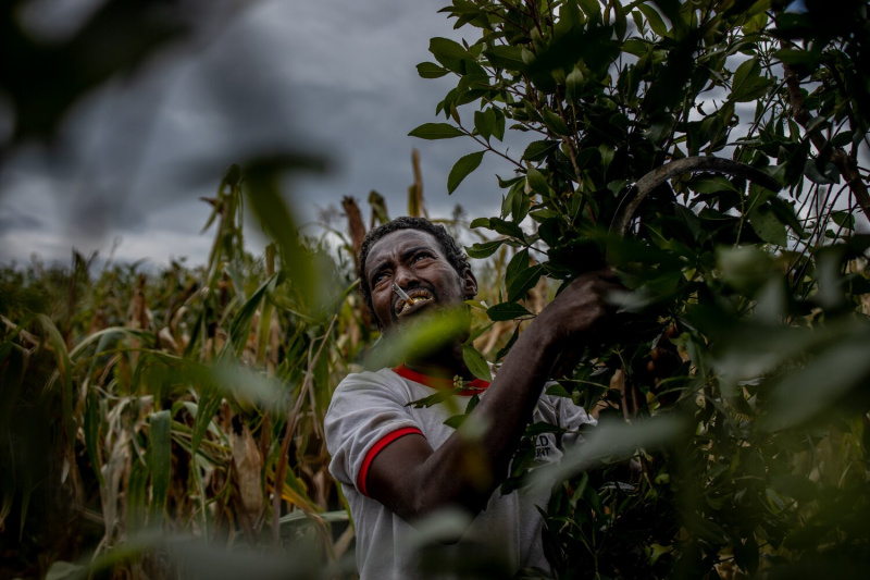 Daniel Etter: Mustafa Mume, 50, harvests chat (Catha edulis) in his fields in Haramaya, Ethiopia, Nov. 7, 2019. He owns land that is as big as four pairs of cows can plough in a day. The profits of the drug allow him to send some of his eleven children to school and build a house. With the help of his neighbor Sakko Gira, he sells to chat copany Faraska A'ad (The White Horse) and his chat is eventually exprted to Somaliland. The region around the nearby city of Harar is where most chat consumed in East Africa is cultivated. The drug is widely consumed on the Horn of Africa and the Arabian Peninsula, especially Yemen. Depending on region it is known, amongst many other names, as khat, gat, qat, khat or jimaa.