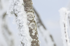 fpc390_RF-100-500_Beispiele_Winter-2