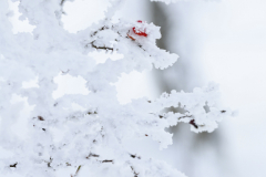 fpc390_RF-100-500_Beispiele_Winter-3