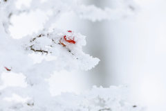 fpc390_RF-100-500_Beispiele_Winter-4