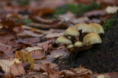 fpc390_RF-100-500_Beispiele_wald