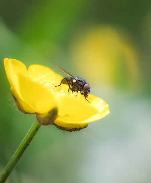 fliege_bluete_432-NR_B_S3-hd1080
