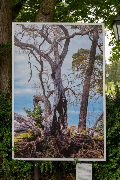 Ausstellung Brent Stirton, Baden 2024