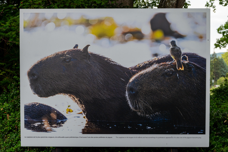 Ausstellung Brent Stirton, Baden 2024