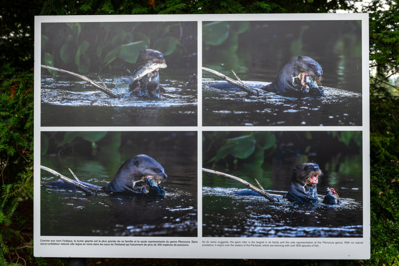 Ausstellung Brent Stirton, Baden 2024