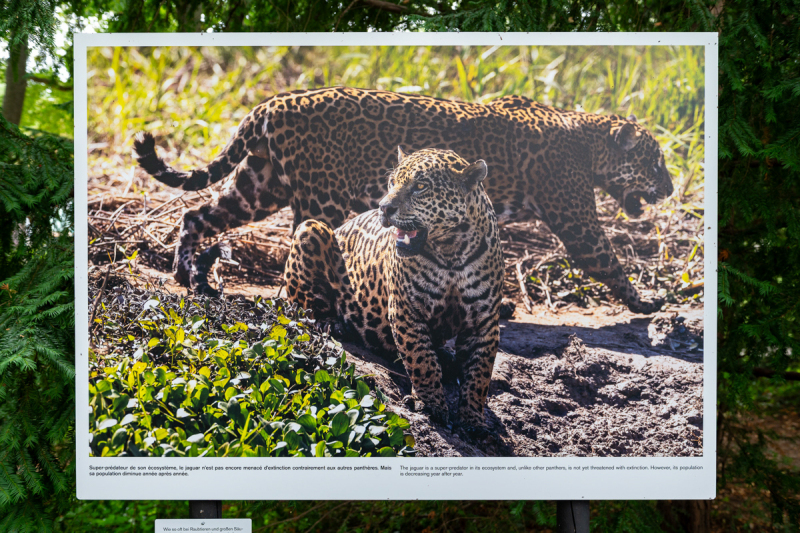 Ausstellung Brent Stirton, Baden 2024
