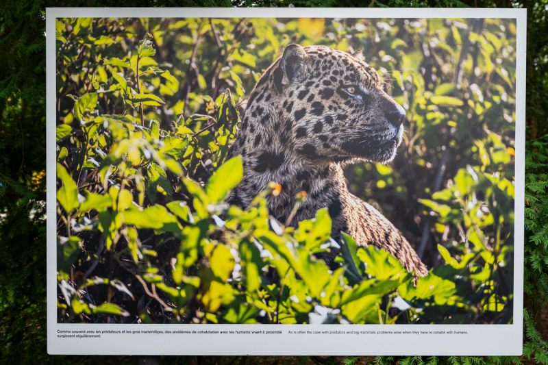 Ausstellung Brent Stirton, Baden 2024