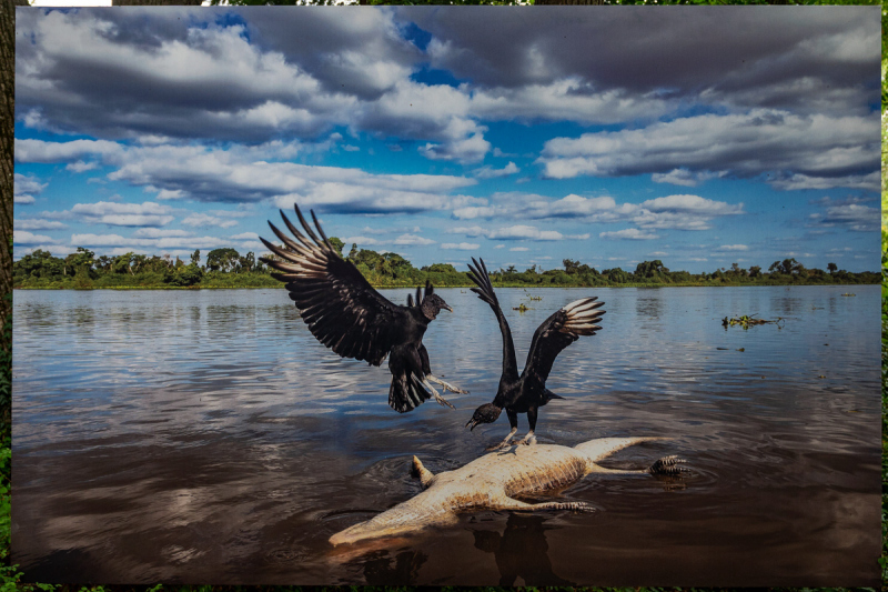 Ausstellung Brent Stirton, Baden 2024