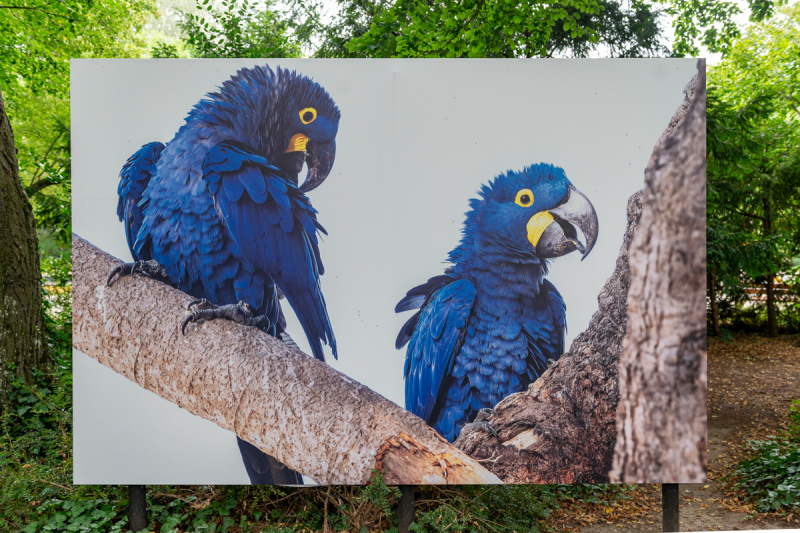 Ausstellung Brent Stirton, Baden 2024