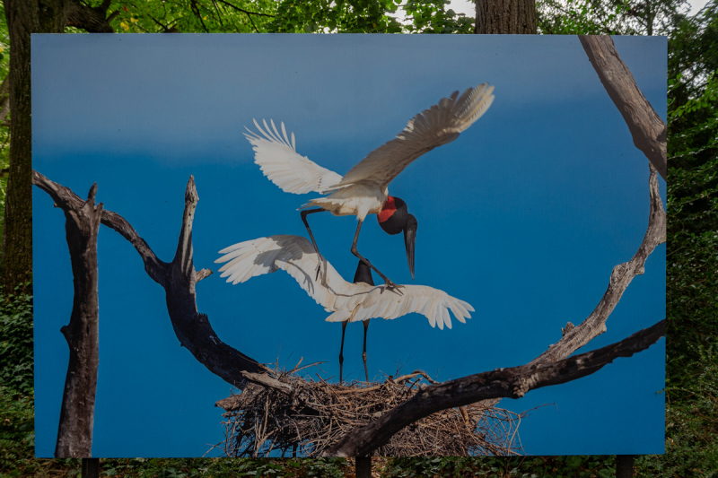 Ausstellung Brent Stirton, Baden 2024