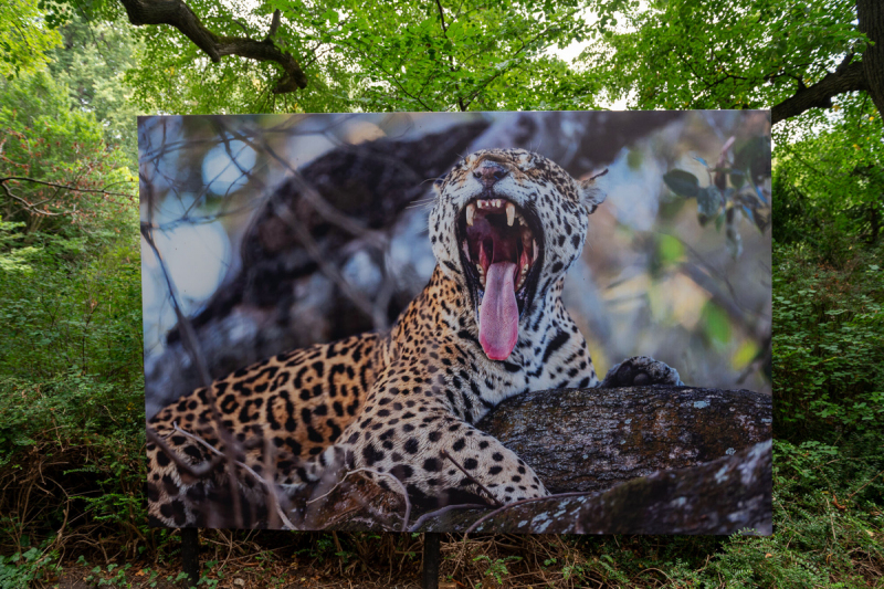 Ausstellung Brent Stirton, Baden 2024