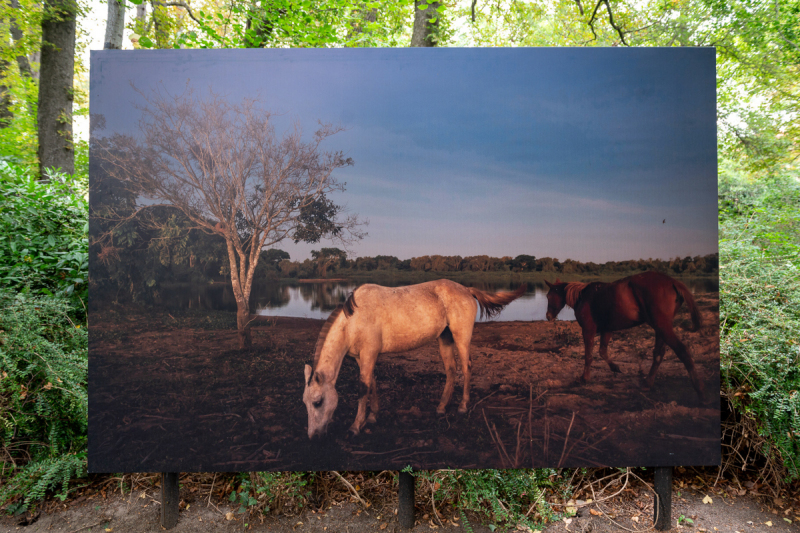 Ausstellung Brent Stirton, Baden 2024