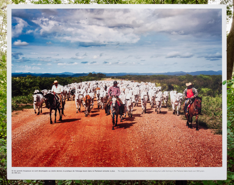 Ausstellung Brent Stirton, Baden 2024