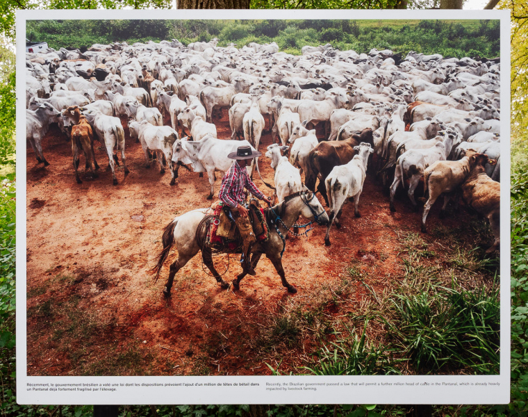 Ausstellung Brent Stirton, Baden 2024