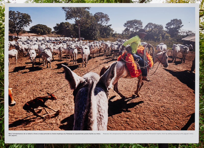 Ausstellung Brent Stirton, Baden 2024