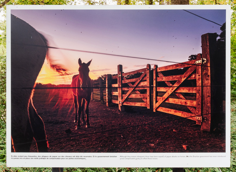 Ausstellung Brent Stirton, Baden 2024