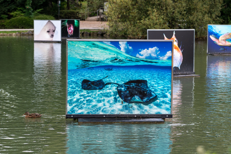 Ausstellungsdoku Hayes Doubilet