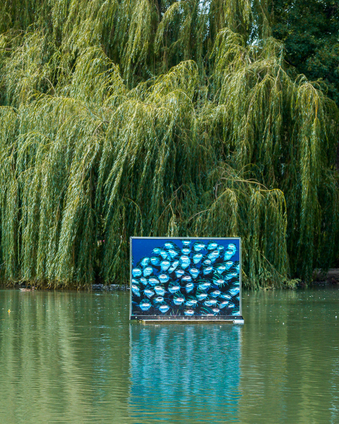 David Doubilet Ausstellung - Festival La Gacilly-Baden Photo 2024