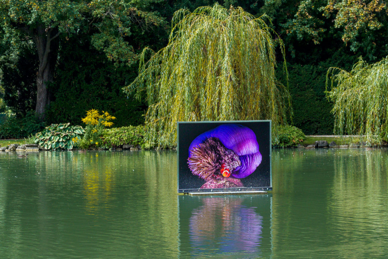 David Doubilet Ausstellung - Festival La Gacilly-Baden Photo 2024