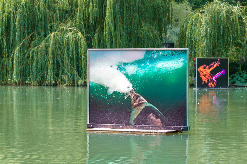 David Doubilet Ausstellung - Festival La Gacilly-Baden Photo 2024