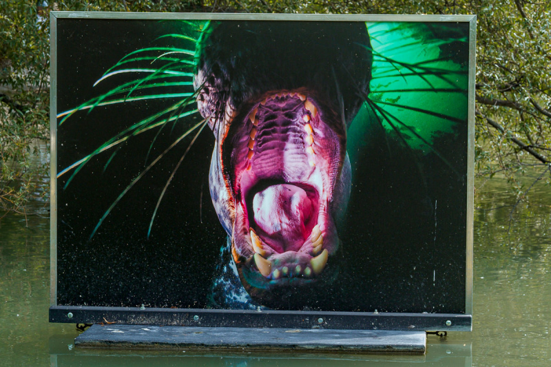 David Doubilet Ausstellung - Festival La Gacilly-Baden Photo 2024