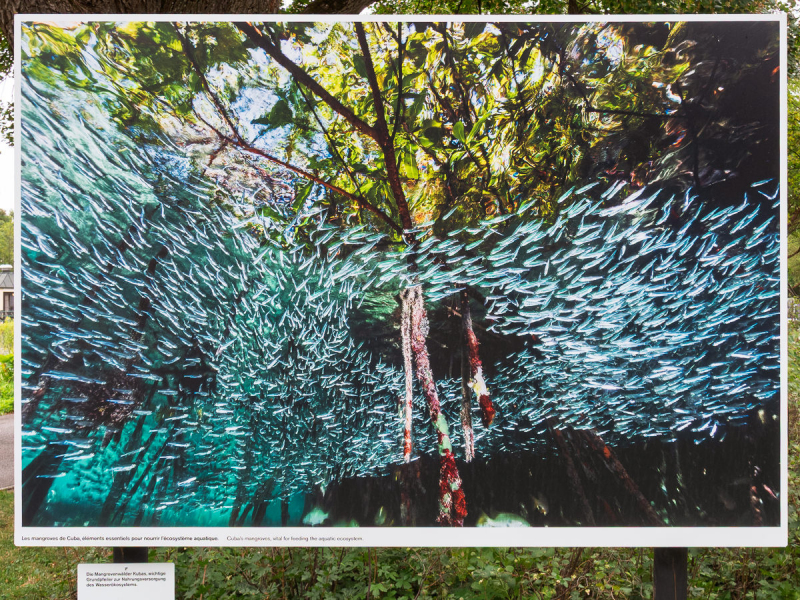 David Doubilet Ausstellung - Festival La Gacilly-Baden Photo 2024