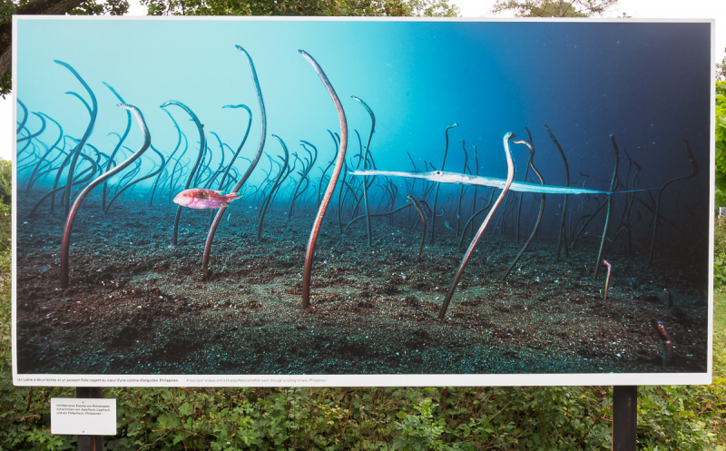 David Doubilet Ausstellung - Festival La Gacilly-Baden Photo 2024
