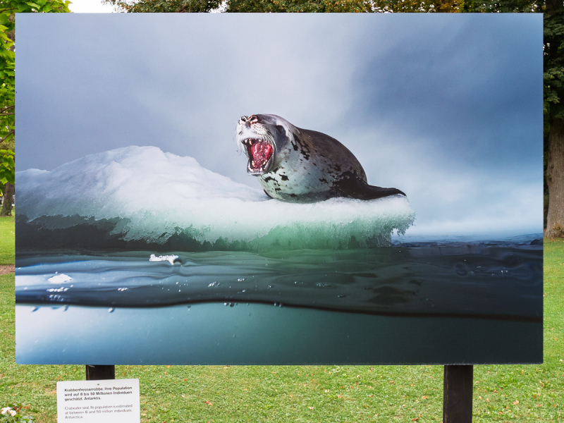 David Doubilet Ausstellung - Festival La Gacilly-Baden Photo 2024