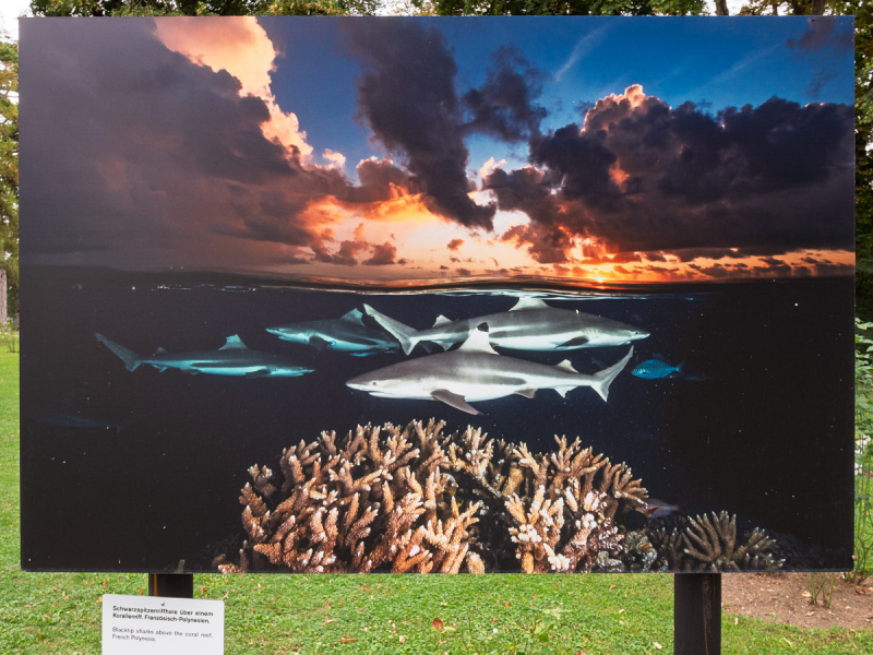 David Doubilet Ausstellung - Festival La Gacilly-Baden Photo 2024