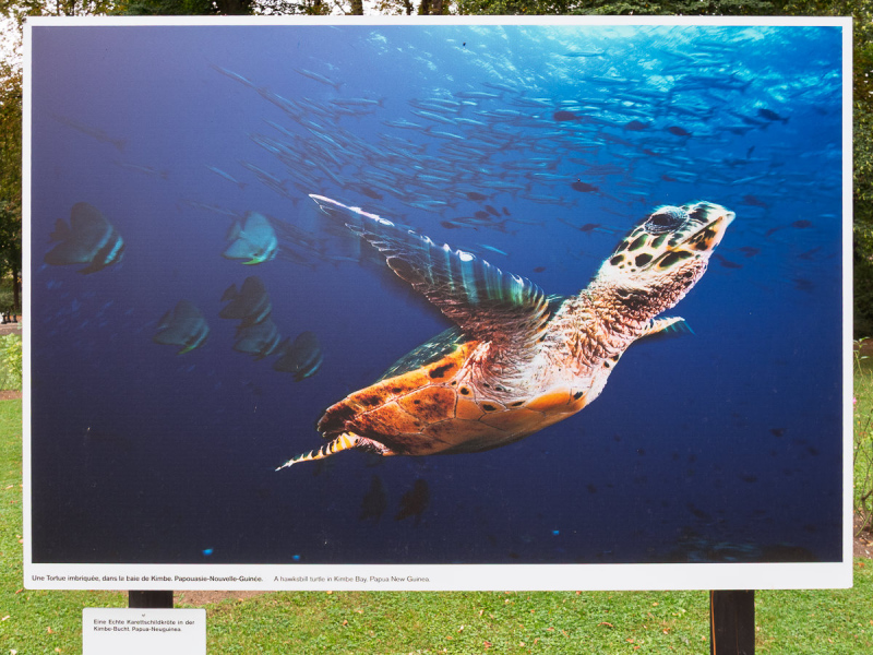 David Doubilet Ausstellung - Festival La Gacilly-Baden Photo 2024