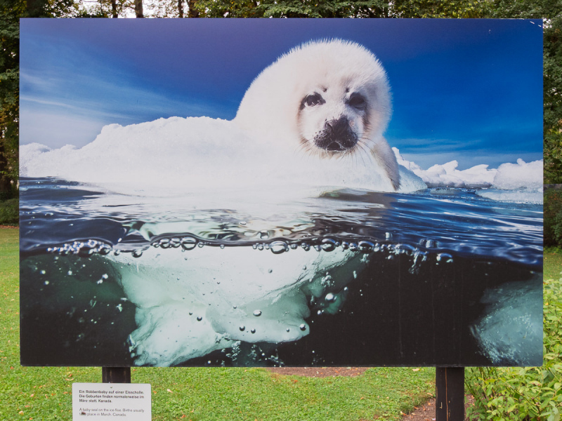David Doubilet Ausstellung - Festival La Gacilly-Baden Photo 2024