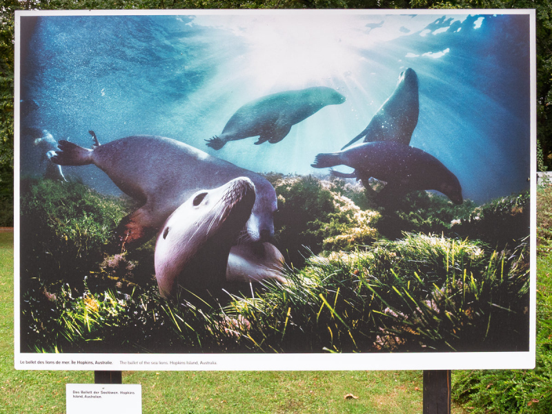 David Doubilet Ausstellung - Festival La Gacilly-Baden Photo 2024