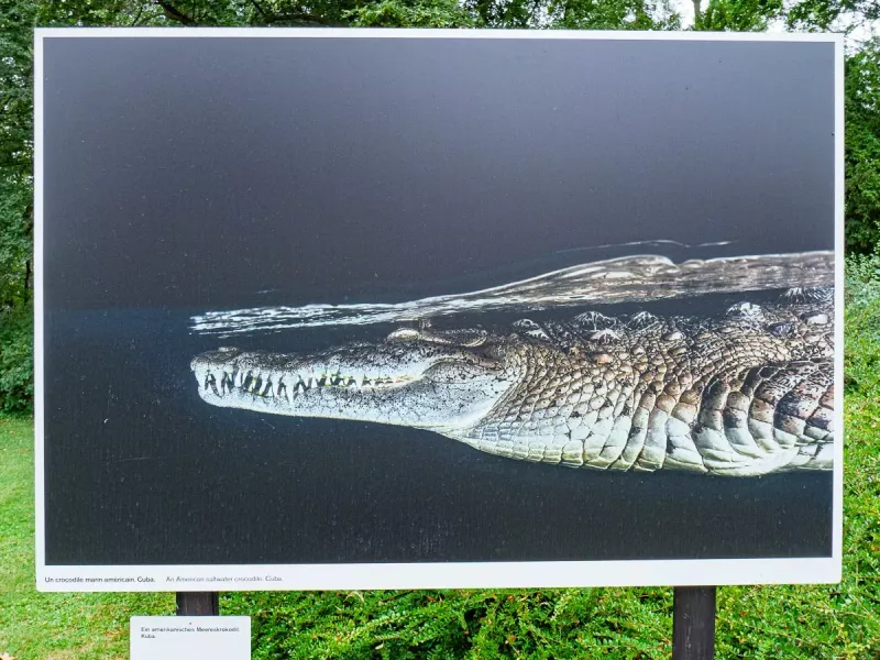 American Crocodile