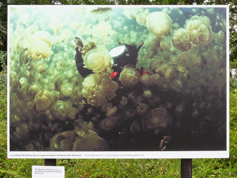 David Doubilet Ausstellung - Festival La Gacilly-Baden Photo 2024