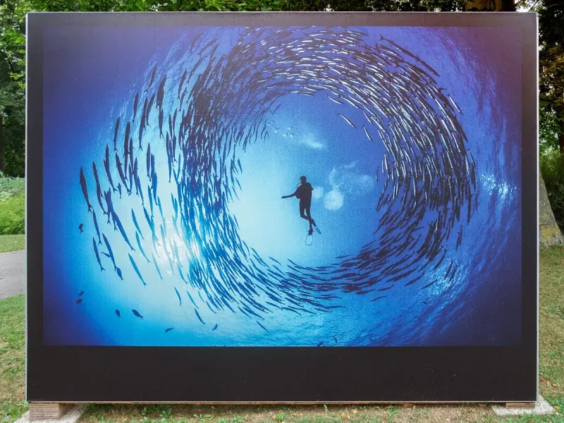 Circle of Barracuda