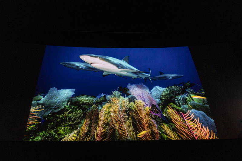 Jennifer_und_David_Long Night blue sharks