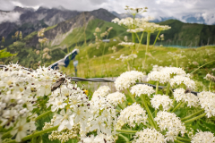 Ausbeute aus dem Workshop Naturfotografie Fellhorn/Schappoldsee Ausbeute aus dem Workshop Naturfotografie Fellhorn/Schappoldsee