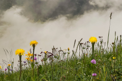 Ausbeute aus dem Workshop Naturfotografie Fellhorn/Schappoldsee Ausbeute aus dem Workshop Naturfotografie Fellhorn/Schappoldsee