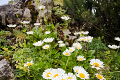 Ausbeute aus dem Workshop Naturfotografie Fellhorn/Schappoldsee Ausbeute aus dem Workshop Naturfotografie Fellhorn/Schappoldsee