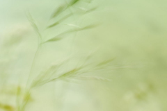 Ausbeute aus dem Workshop Naturfotografie Fellhorn/Schappoldsee Ausbeute aus dem Workshop Naturfotografie Fellhorn/Schappoldsee