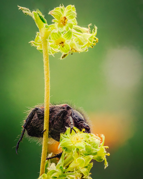 WS-EricScheuermann-ergebnis-gartenlaubkaefer_110_B_S13-hd1080