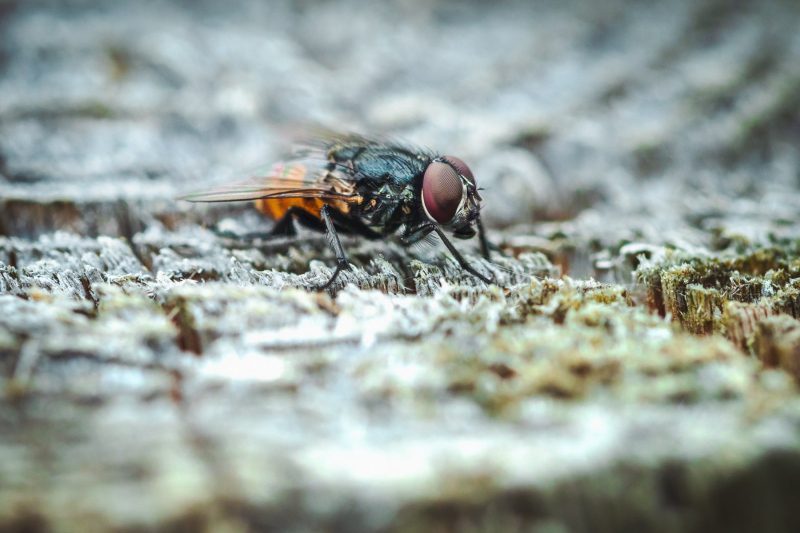 WS-EricScheuermann-ergebnis-herbstfliege_650_B_S10-hd1080