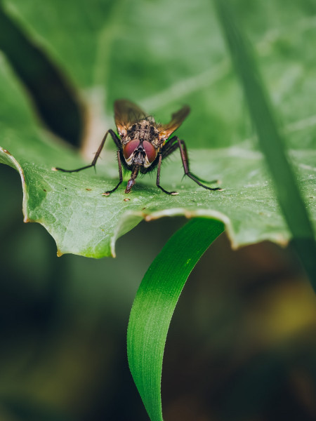 WS-EricScheuermann-ergebnis-herbstfliege_701-NR_B_S5-hd1080