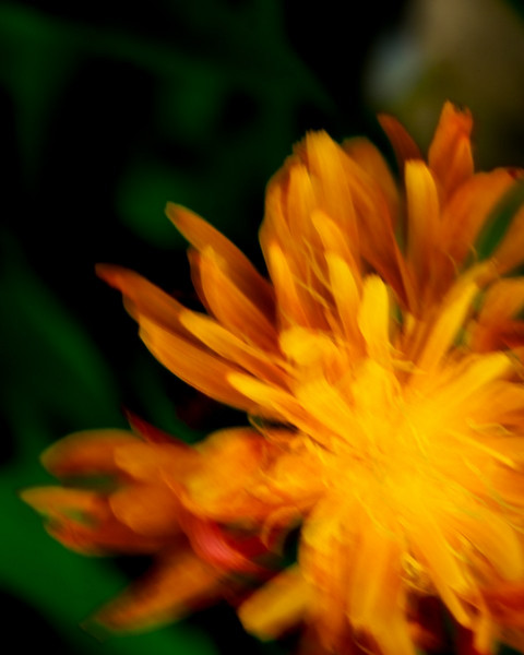 WS-EricScheuermann-ergebnis-makro_icm_gold-pippau_909-hd1080