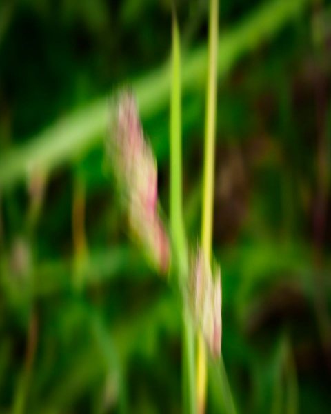 WS-EricScheuermann-ergebnis-makro_icm_gras_959-hd1080