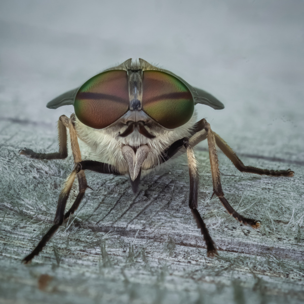 WS-EricScheuermann-ergebnis-viehbremse_166-NR_S19-hd1080