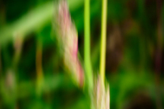 WS-EricScheuermann-ergebnis-makro_icm_gras_959-hd1080 WS-EricScheuermann-ergebnis-makro_icm_gras_959-hd1080