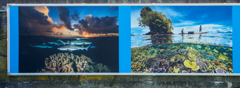 oye23_doku_ausstellung_david_doubilet_9102515