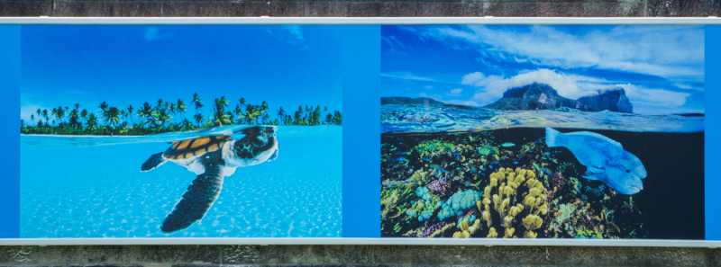 oye23_doku_ausstellung_david_doubilet_9102521