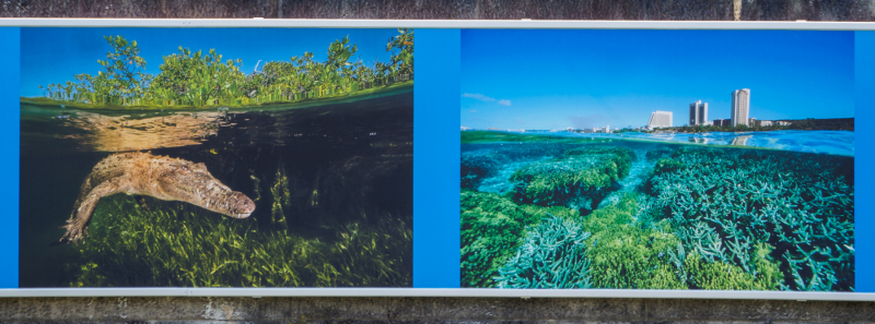 oye23_doku_ausstellung_david_doubilet_9102526